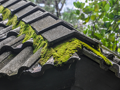 Roof Moss Removal Somerset