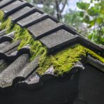 Roof Moss Removal Taunton