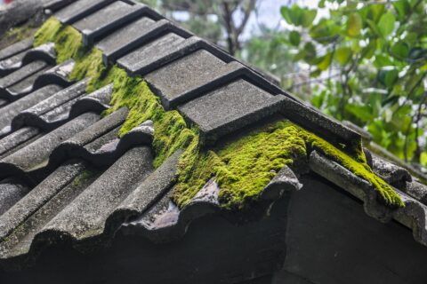 <strong>Roof Moss Removal</strong><br>Taunton